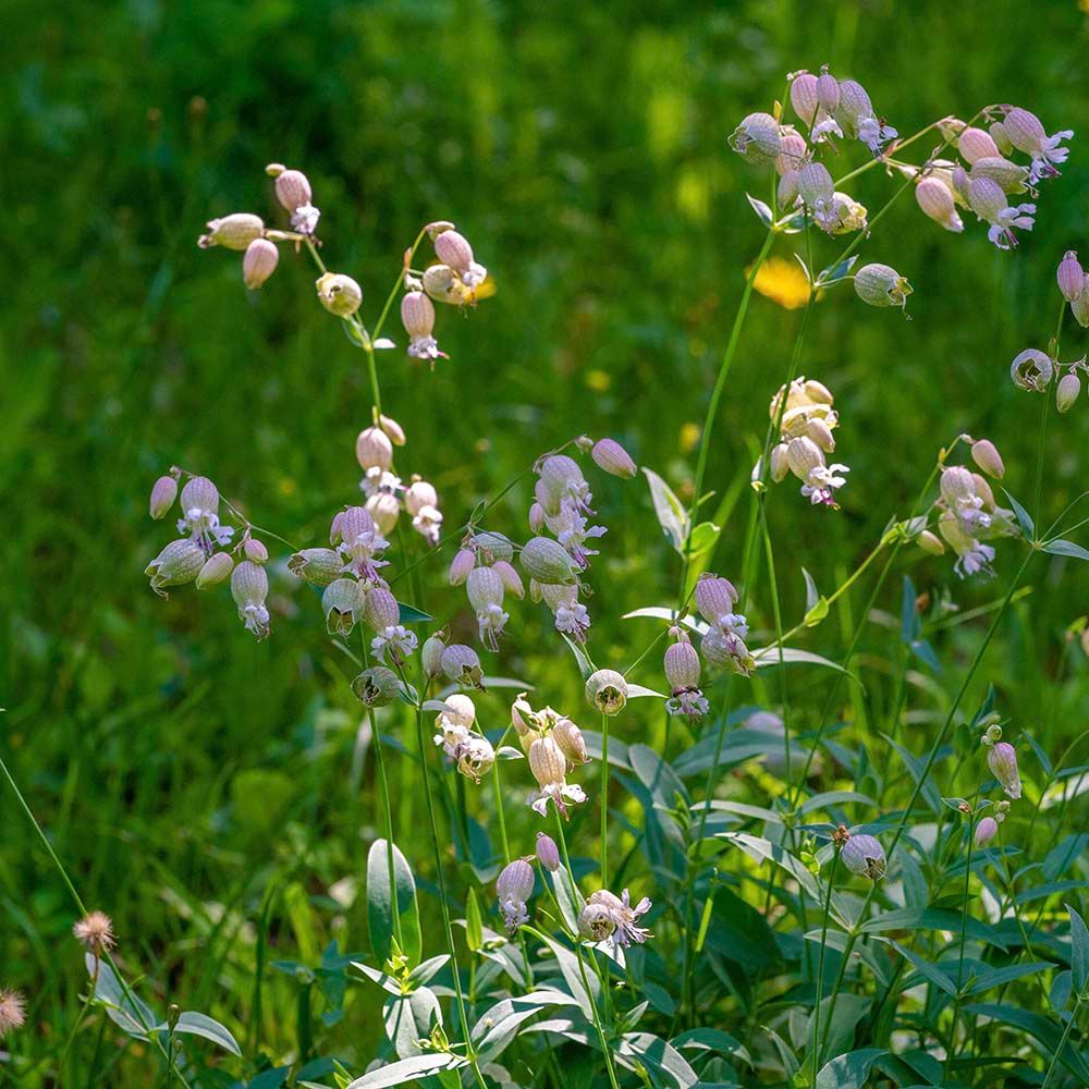 Blaassilene