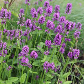 Betonie - biologisch