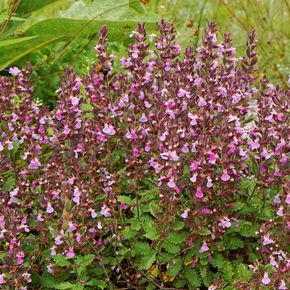 Echte Gamander - biologisch