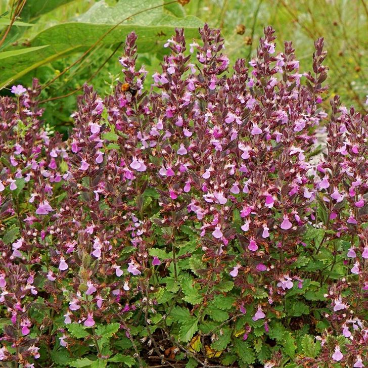 Echte Gamander - biologisch