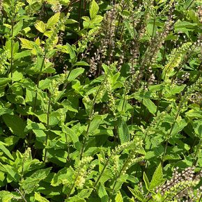 Gamander - biologisch