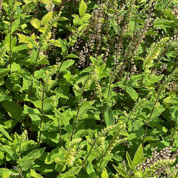 Gamander - biologisch