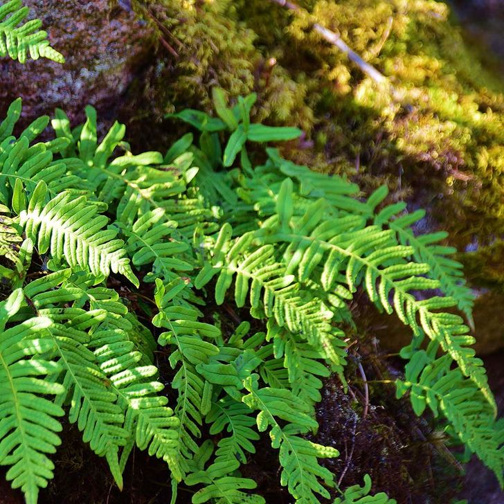 Dubbelloofvaren - biologisch