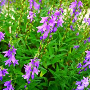 Ruig Klokje - biologisch