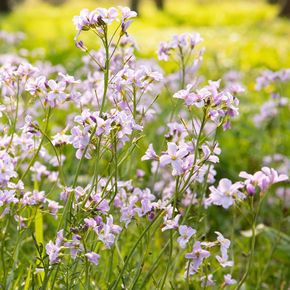 Pinksterbloem - biologisch