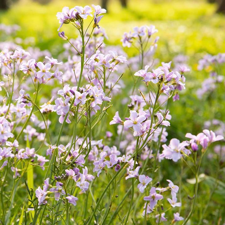 Pinksterbloem - biologisch