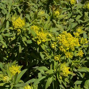 Moeraswolfsmelk - biologisch