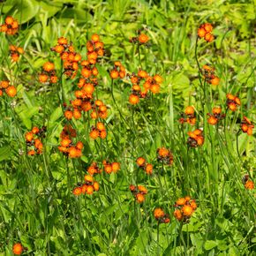 Oranje Havikskruid - biologisch