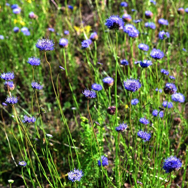 Zandblauwtje - biologisch