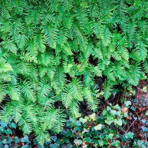 Gewone eikvaren - biologisch