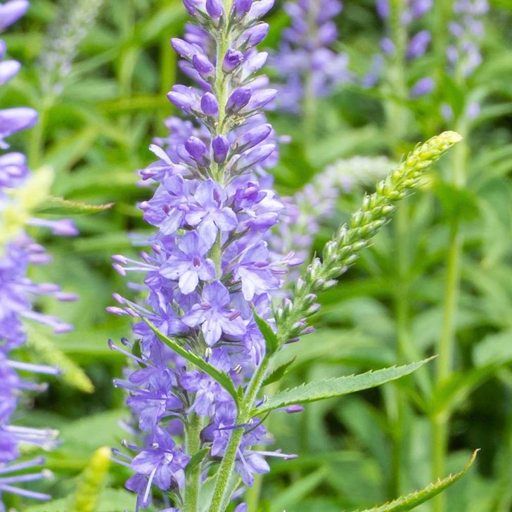 Lange ereprijs - biologisch