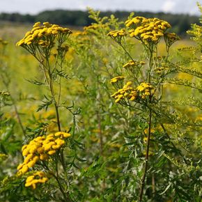Boerenwormkruid - biologisch