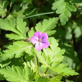 Robertskruid - biologisch