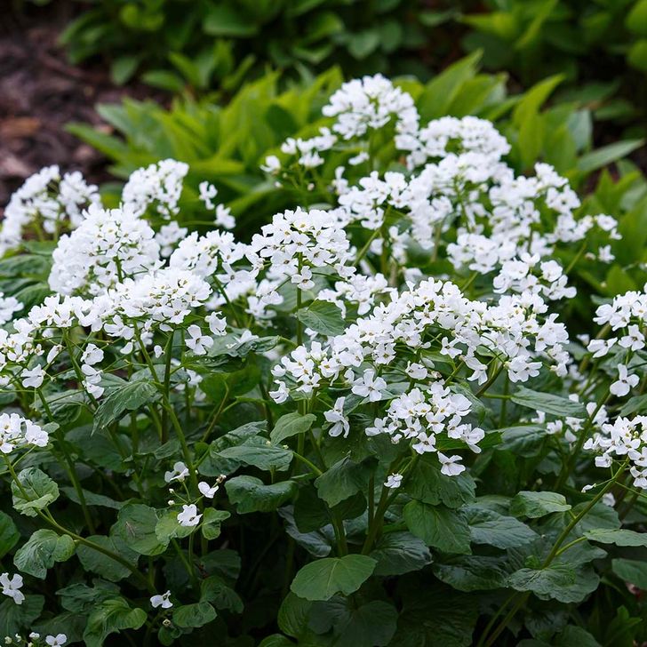 Look-zonder-look - biologisch
