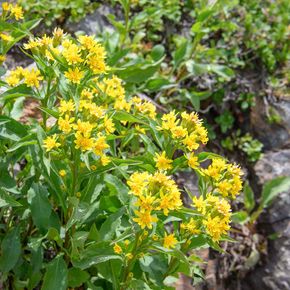 Echte guldenroede - biologisch