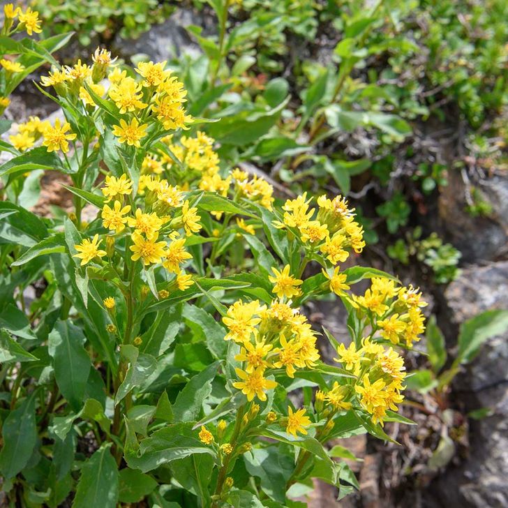 Echte guldenroede - biologisch
