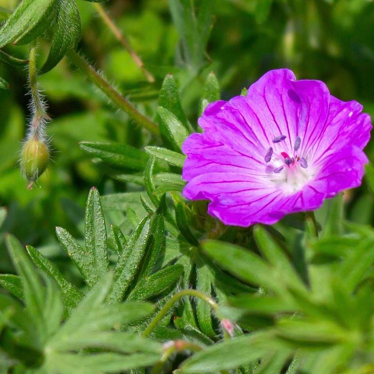 Ooievaarsbek 'sanguineum' - biologisch