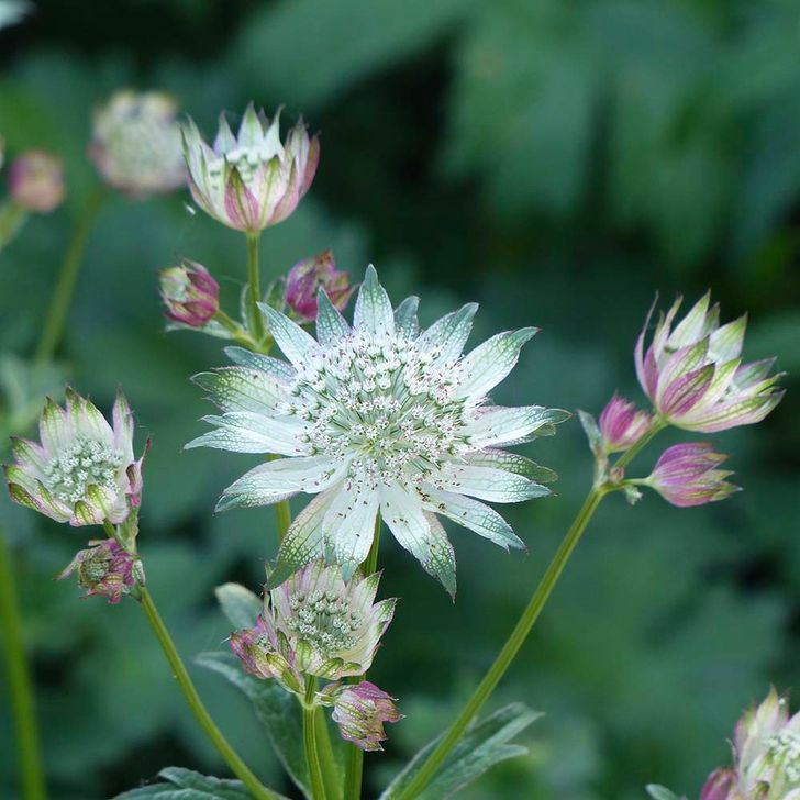 Zeeuws knoopje - biologisch