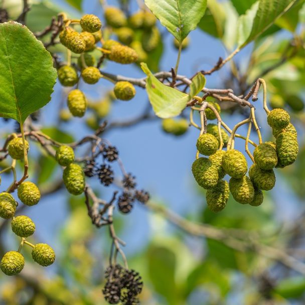 Zwarte els - biologisch