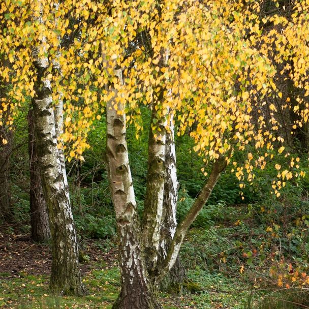 Ruwe berk - biologisch