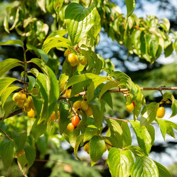 Gele kornoelje - biologisch