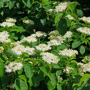 Rode kornoelje - biologisch