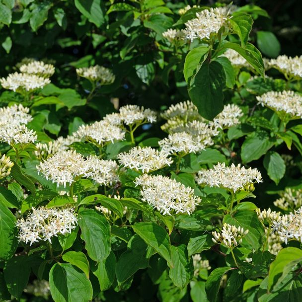 Rode kornoelje - biologisch
