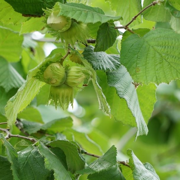 Hazelaar - biologisch