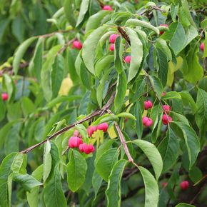 Wilde kardinaalsmuts - biologisch