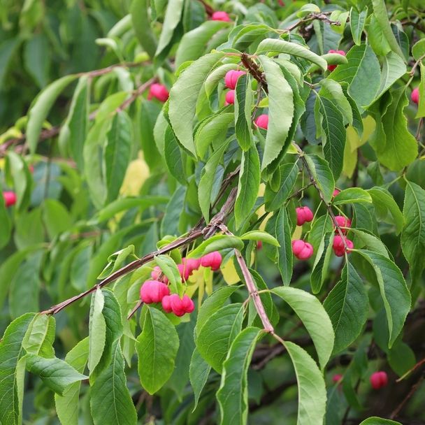 Wilde kardinaalsmuts - biologisch