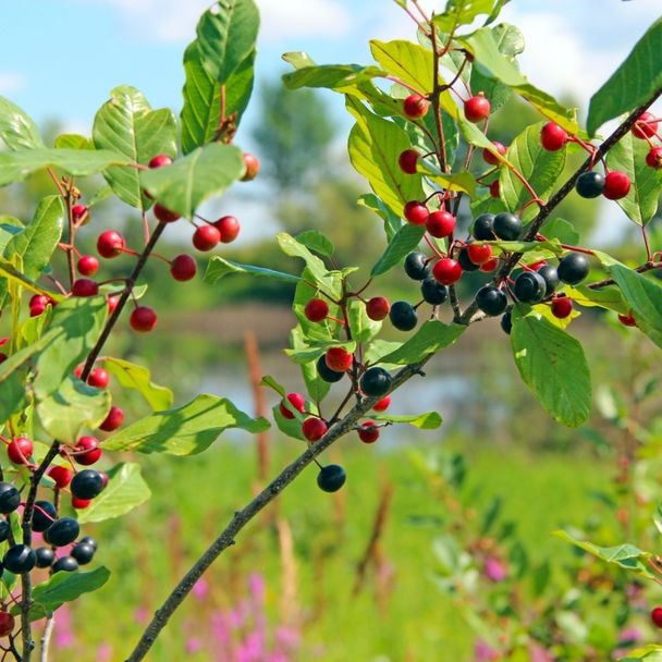 Vuilboom / Sporkehout - biologisch