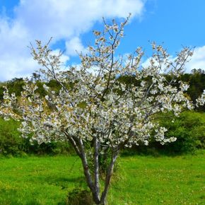Zoete kers / Boskriek - biologisch