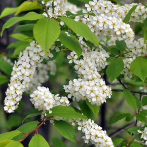Inheemse vogelkers - biologisch