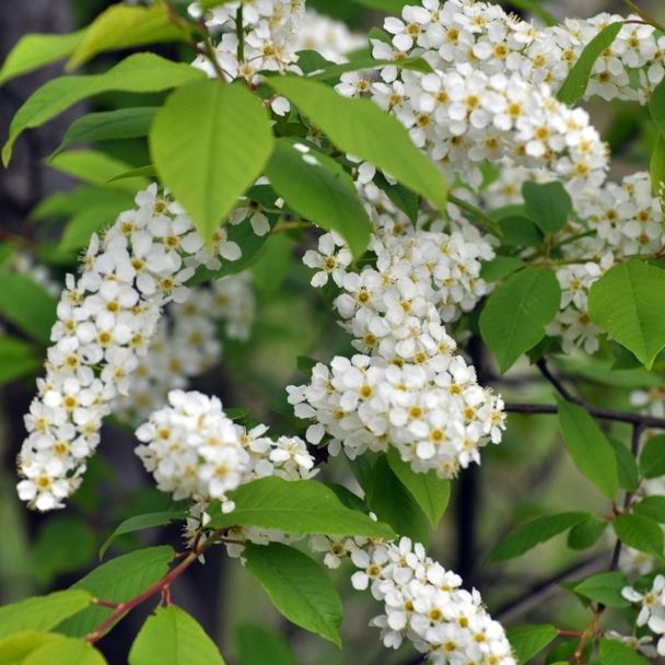 Inheemse vogelkers - biologisch