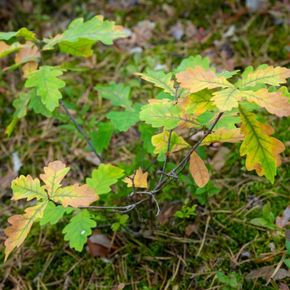 Wintereik - biologisch