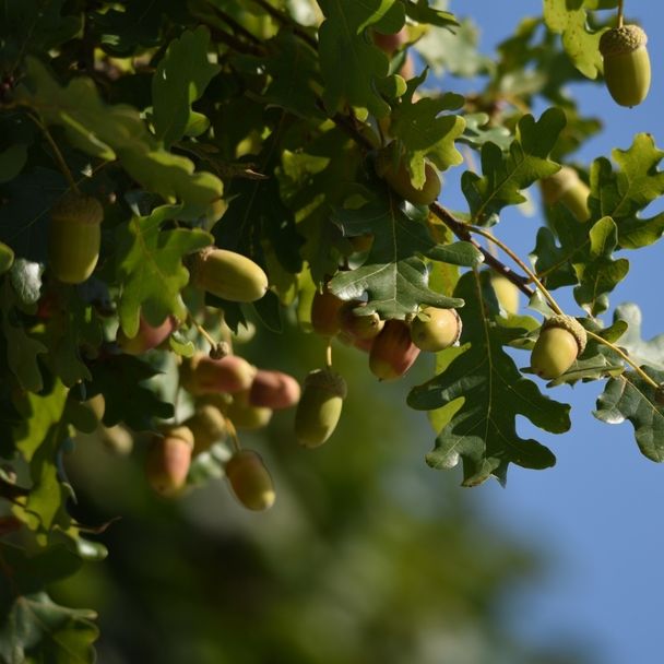 Zomereik - biologisch