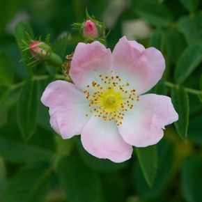 Heggenroos - biologisch