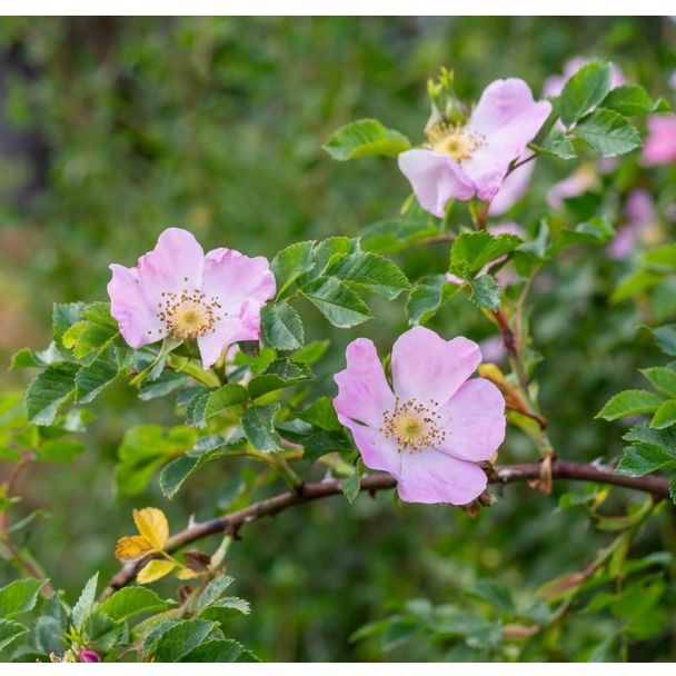 Egelantier - biologisch