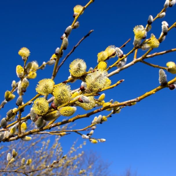 Boswilg - biologisch