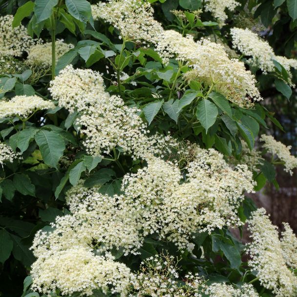 Gewone vlier - biologisch