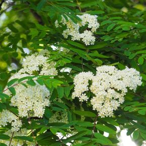 Lijsterbes - biologisch