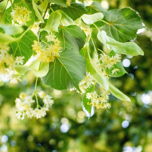 Winterlide - biologisch