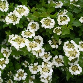 Gelderse roos - biologisch