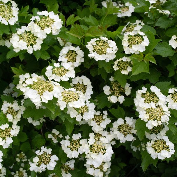 Gelderse roos - biologisch