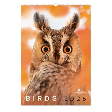 Birds posterkalender 2026