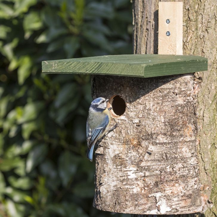 Berken nestkast 28mm