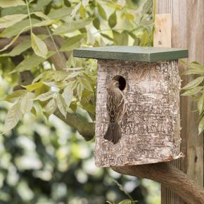 Berken nestkast 34mm