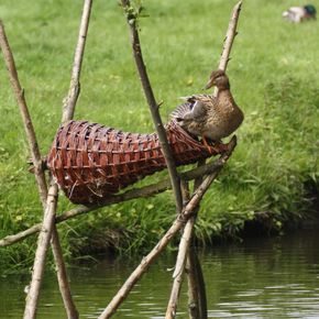 Eendenkorf